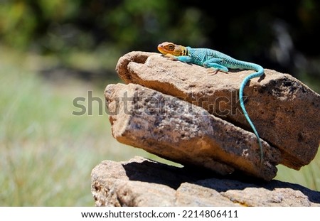Eastern collared lizard sunbathes on a sandstone rock in the Colorado desert on a warm sunny day in Rattlesnake Canyon, Colorado, USA Royalty-Free Stock Photo #2214806411