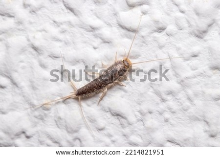 Silverfish insect, Lepisma saccharina, walking on a white wall