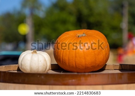 Pumpkins at pumpkin patch during weekend autumn festival before Halloween