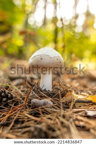 Toadstool mushroom grows in the ground in the forest. Nature Royalty-Free Stock Photo #2214836847