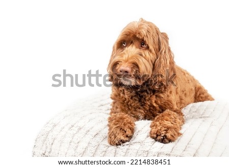 Large dog on pillow looking questioning to the side. Front view of cute Labradoodle dog lying with paws stretched and big brown eyes. Waiting, sad or worried body expression. White background. Royalty-Free Stock Photo #2214838451