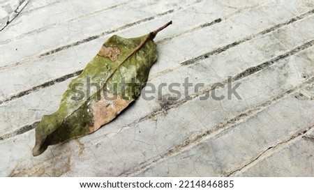Sidoarjo, 17 October 2022. fallen leaves in front of the house.