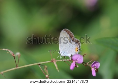 Short-tailed blue (Tsubameshijimicho, Everes argiades) butterfly on the Panicled Tick-Trefoil purple flower branch. Royalty-Free Stock Photo #2214847873