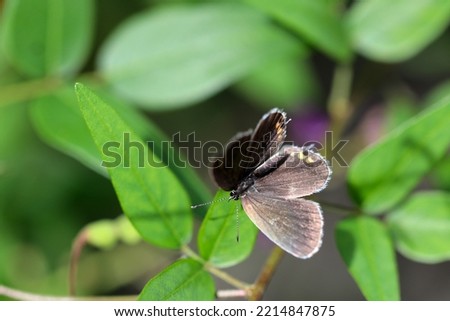 Short-tailed blue (Tsubameshijimicho, Everes argiades) butterfly on the Panicled Tick-Trefoil purple flower branch. Royalty-Free Stock Photo #2214847875