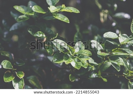 Green tree fresh leaf after the rain drop nature background botanical concept