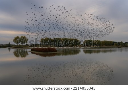 Picture of a large flock of starlings. A flock of starlings birds fly above water at sunset just before entering the roosting site  in the Netherlands. Starling murmurations.                          