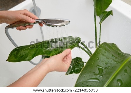 Washing plants in the home bathroom for cleaning from insects and garden pests. Treatment with water from the shower of a houseplant at home, gardening and plant treatment. Strelitzia nicolai