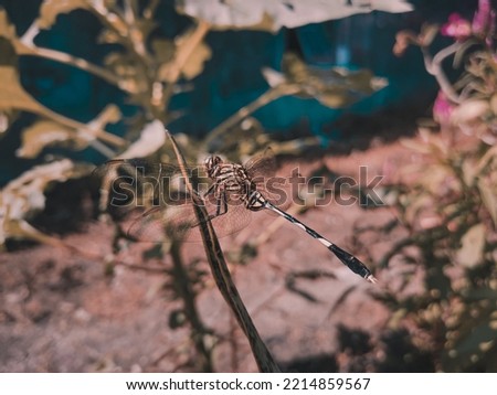 Dragonfly sitting on a leaf with blurred side angle photo. Macro shots photography