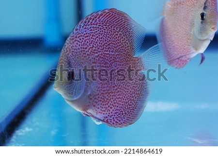 The colorful of spotted discus on isolated blue background. Symphysodon is belong to the cichlidae family native to the Amazon river basin in South America.