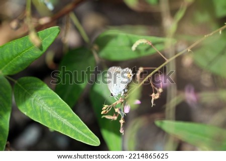 Short-tailed blue (Tsubameshijimicho, Everes argiades) butterfly on the Panicled Tick-Trefoil purple flower branch. Royalty-Free Stock Photo #2214865625