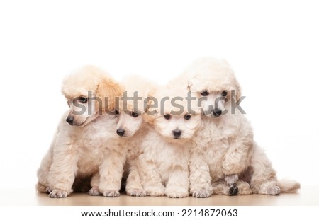 image of dog white background  Royalty-Free Stock Photo #2214872063