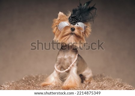 adorable yorkie dog with cool feather head accesories, sunglasses and pearls necklace looking up and being curious while sitting on beige background