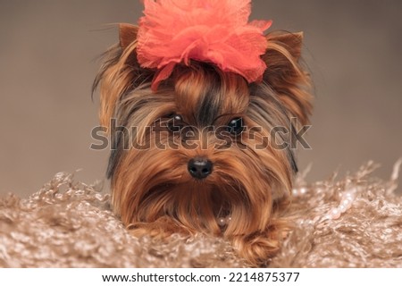 close up picture of sweet yorkshire terrier dog with red flower on head laying down on carpet and posing in front of beige background