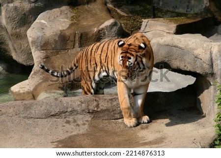 Bengal Tiger Walk on nature background. Big mammal and animal wildlife in the forest
