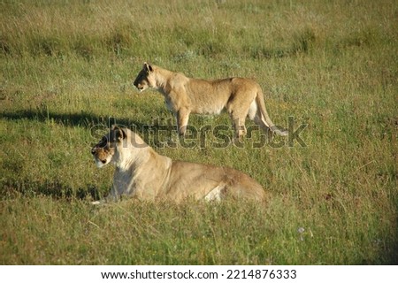 African lions in the wild. Wildlife in Tarangire National Park, Tanzania.
