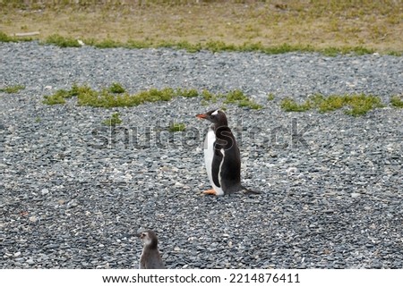 Adelie penguin colony at Brown Bluff, Antarctica.