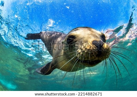 Galapagos fur seal (Arctocephalus galapagoensis) swimming at camera in tropical underwaters. Lion seal in under water world. Observation of wildlife ocean. Scuba diving adventure in Ecuador coast Royalty-Free Stock Photo #2214882671