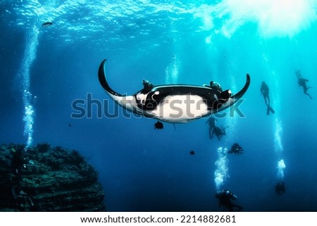 Manta Mobula (Mobulidae) cartilaginous fish swimming in tropical underwaters. Manta in underwater wild animal world. Observation of wildlife ocean. Scuba diving adventure in Ecuador coast Royalty-Free Stock Photo #2214882681