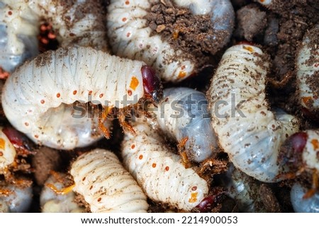 Large white worms closeup may bug larvae or rhinoceros beetle in the ground