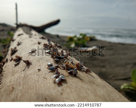Small clam clams stuck to the wood that washed up on the beach