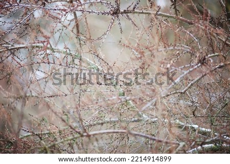 Beautiful nature background and tektura,  bare branches, freshness and cleanliness concept, abstract picture