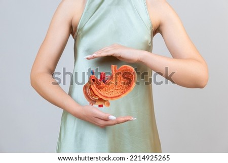 woman is holding mock stomach in the hands. Help and care concept Royalty-Free Stock Photo #2214925265