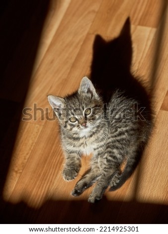 A cute tabby kitten looking at the camera sits on the floor lit by sunlight. Indoors from a high angle view. Vertical shot.