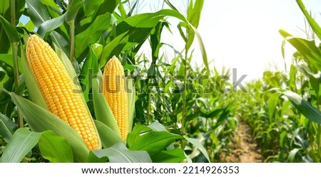 Corn cobs in corn plantation field. Royalty-Free Stock Photo #2214926353
