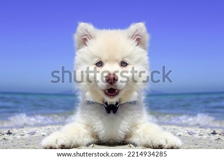 Portrait of American Eskimo dog. Royalty-Free Stock Photo #2214934285