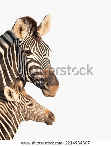 Zebra face isolated on white background