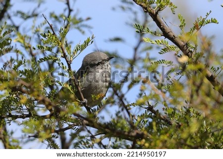 Chestnut-vented tit-babbler bird looking for food in a thorn tree Royalty-Free Stock Photo #2214950197