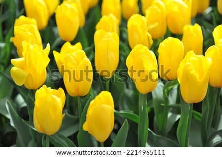 Yellow Triumph tulips (Tulipa) Strong Gold bloom in a garden in April Royalty-Free Stock Photo #2214965111