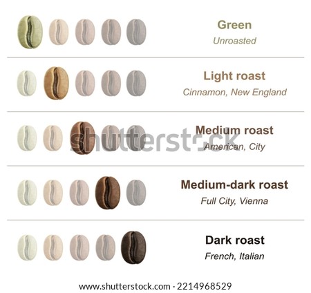 Coffee infographic.. Various stages of roasting from the green bean through to a dark roast. Coffee beans isolated on white background.