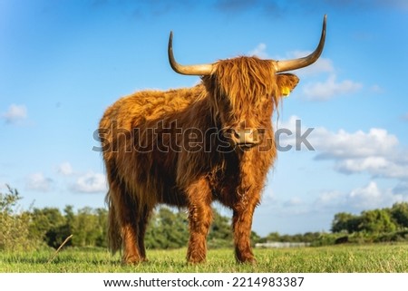 Highlander cows in the dunes of Wassenaar The Netherlands. Royalty-Free Stock Photo #2214983387