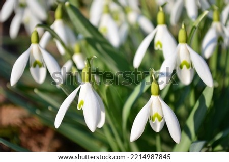 Close up photo of a beautiful common snowdrop - Galanthus nivalis flowers.  Royalty-Free Stock Photo #2214987845