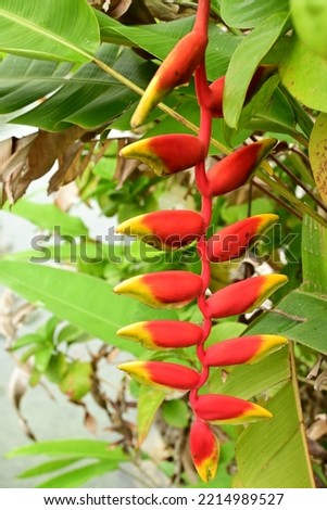 Heliconia. It’s common names for the genus include lobster-claws, toucan beak, wild plantain, or false bird-of-paradise for the figure