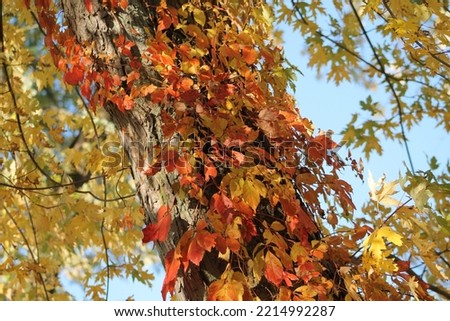 Beautiful Virginia creeper around a tree trunk in autumn, Parthenocissus quinquefolia