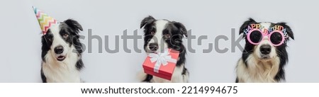 Happy Birthday party banner. Three puppy dog border collie wearing birthday hat silly eyeglasses holding gift box in mouth isolated on white background. Pet dog on Birthday day. Preparation for party