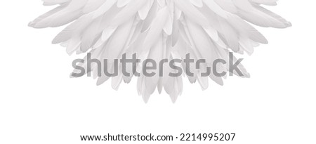 White feather semi circular fan - isolate on a white background a neat arrangement of long thin bird feathers making a half circle shape ideal for spiritual holistic concepts
 Royalty-Free Stock Photo #2214995207