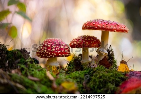 Amanita muscaria or “fly agaric“ is a red and white spotted poisonous Toadstool Mushroom. Group of fungi in a autumn season forest in Iserlohn Sauerland Germany. Macro close up from frog perspective. Royalty-Free Stock Photo #2214997525