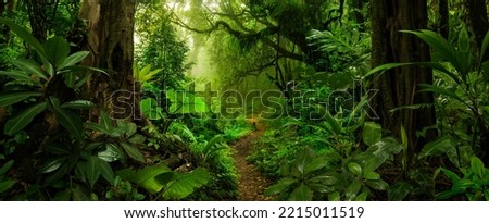Rain forest in Central America Royalty-Free Stock Photo #2215011519