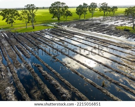 Flooding in a blue gum plantation in mounds of trees. Deforestation of a Forrest in the bush in Australia  Royalty-Free Stock Photo #2215016851