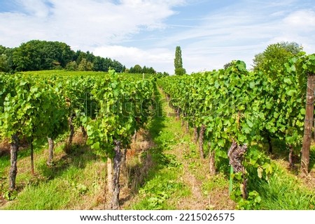 Cleebourg. Alsatian vineyard, Bas Rhin, Alsace. Grand Est. France Royalty-Free Stock Photo #2215026575