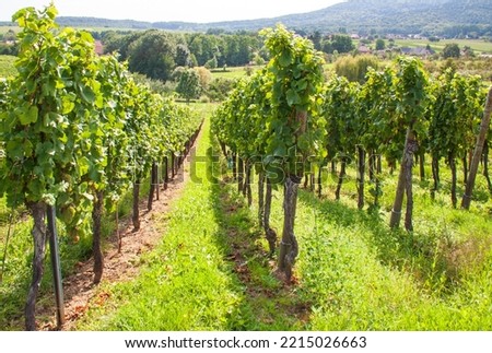 Cleebourg. Alsatian vineyard, Bas Rhin, Alsace. Grand Est. France Royalty-Free Stock Photo #2215026663