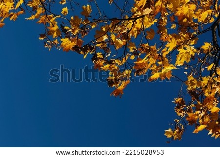yellow leaves against the blue sky