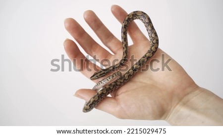 A snake crawls on a hand. Boa constrictor closeup. Man stroking a boa constrictor. A man holds a snake in his hands.