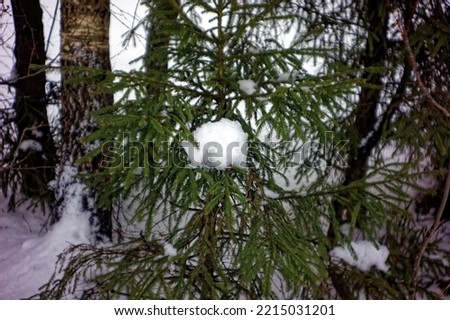a branch of spruce in the snow, on a cloudy day