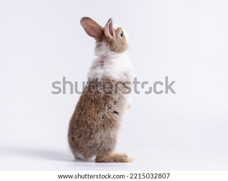 Back side of rabbit standing on white background. Lovely action of young rabbit.