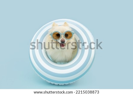 Pomeranian puppy dog banner going on vacations on summer. Inside of an inflatable ring and wearing sunglasses. Isolated on blue pastel background