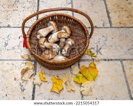 Basket of delicious fresh harvested boletus edulis aka cep, penny bun or porcini edible mushrooms with autumn leaves on tiles background